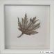 Acer leaf - white frame, medium Acer leaf - white frame, medium